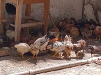 gà mái Séc vàng lốm đốm — ảnh 3