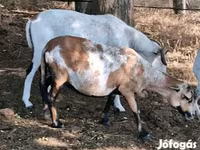 میش, Cameroon sheep — عکس 5