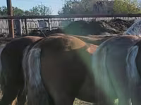 Chevaux (lot, sexe non indiqué), Chevaux — photo 1