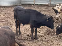 公牛, Swiss cattle — 照片 2