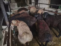 Beran, Edilbay sheep — foto 8