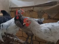 Australorp — Foto 3