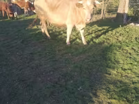 Krava, Swiss cattle — foto 2