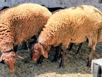 میش, گوسفند — عکس 3