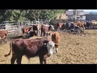 Dibi, Cattle — sawirka 2