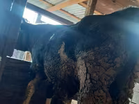 காளை, மாடுகள் — புகைப்படம் 5