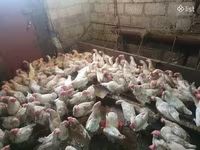 Chickens — 사진 3