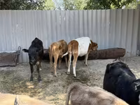 Krowa, Russian Black pied cattle — zdjęcie 1