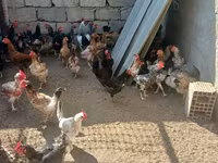 Chickens — عکس 2