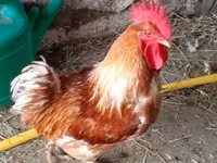 Chickens — 1-rasm