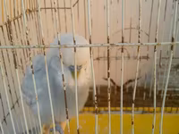 Iki qus (erkek disi) bir boyuk qefes icinde yemi qabi su qabi — zdjęcie 5