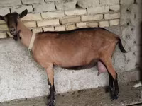Koza, Kozy — foto 2
