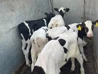 Lembu ternakan (lot, jantina tidak dinyatakan), Holstein breed — foto 2