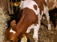 Toro, Ganado vacuno — foto 5