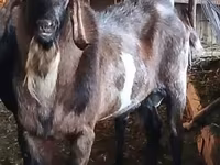 ஆண் வெள்ளாடு, Nubian Goat — புகைப்படம் 2