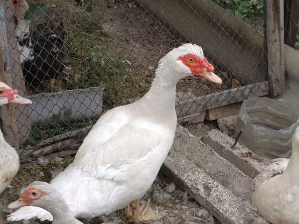 Domestic Muscovy — Kyrgyzstan