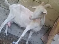 بز ماده, Alpine goat — عکس 1