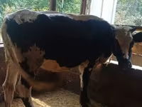 Ko, Holstein-race — foto 3