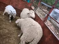 مینڈھا, بھیڑیں — تصویر 1