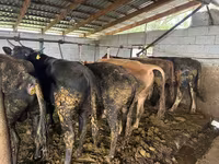 Toro, Simmental cattle — foto 6