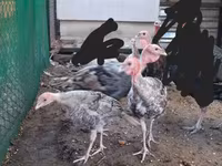 Turkeys — 4 зураг