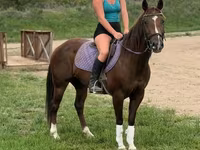 母马, Quarter Horse — 照片 3