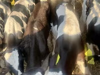 Skot (série, pohlaví neuvedeno), Russian Black pied cattle — foto 3