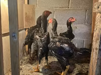 Chickens — foto 3