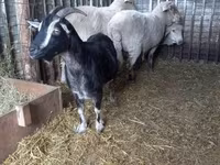 Montone, Pecore — foto 5
