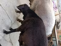 Ram, Schapen — foto 1