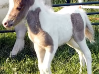 ม้าตัวผู้, Miniature horse — รูปภาพ 8