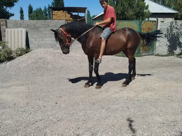 At, French Trotter
