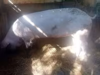 Doofaar dhaddig, Pigs — sawirka 8