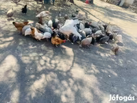 Guinea fowl — foto 5
