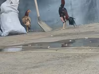 Chickens — foto 1