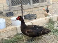 مسکوی خانگی — عکس 7
