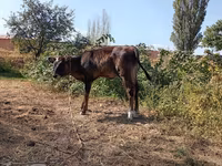 Бик, Swiss cattle — снимка 5