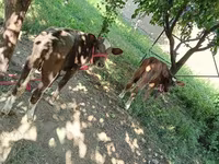 Krava, Red Estonian cattle — foto 2