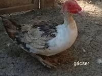Ducks — foto 4