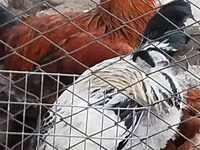 Chickens — foto 3