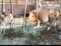 Lembu betina, Cattle — foto 3