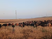Biri-biri betina, Sheep — foto 3