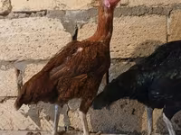 Chickens — عکس 1
