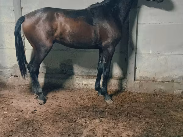 公马, Horses