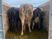 Lembu jantan, Cattle — foto 2