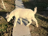Keçi, Saanen goat — foto 5