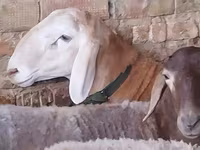 แกะตัวผู้, Arashan sheep — รูปภาพ 2