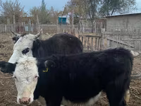 암소, Latvian Blue cattle — 사진 3
