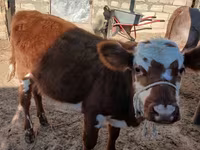 گاو ماده, گاو — عکس 8
