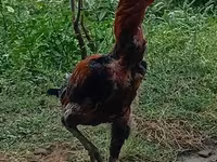 Chickens — foto 1